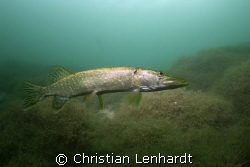 following the pike.... by Christian Lenhardt 